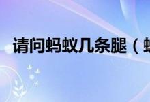 請問螞蟻幾條腿（螞蟻幾條腿蜜蜂幾條腿）