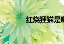 紅燒貍貓是哪種菜系的名菜？