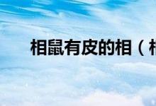相鼠有皮的相（相鼠有皮是什么意思）