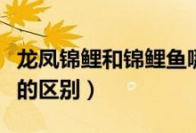 龍鳳錦鯉和錦鯉魚哪個好養(yǎng)（龍鳳錦鯉和錦鯉的區(qū)別）