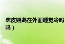 虎皮鸚鵡在外面睡覺(jué)冷嗎（虎皮鸚鵡怕冷嗎晚上放外面可以嗎）