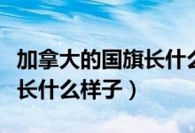 加拿大的國旗長什么樣的圖片（加拿大的國旗長什么樣子）