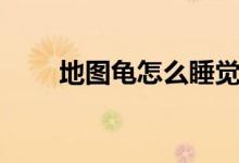 地圖龜怎么睡覺(jué)（地圖龜怎么養(yǎng)呢）