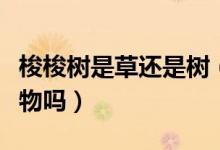梭梭樹是草還是樹（梭梭和梭梭草是同一種植物嗎）