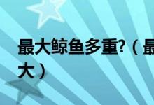 最大鯨魚(yú)多重?（最大鯨魚(yú)有多長(zhǎng)有多重有多大）