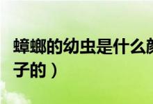 蟑螂的幼蟲是什么顏色（蟑螂的幼蟲是什么樣子的）