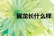 翼龍長什么樣（翼龍長什么樣子）