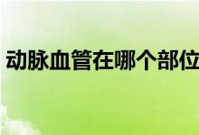 動(dòng)脈血管在哪個(gè)部位（動(dòng)脈血管在哪個(gè)位置）