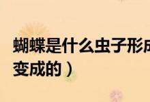 蝴蝶是什么蟲(chóng)子形成的圖片（蝴蝶是什么蟲(chóng)子變成的）