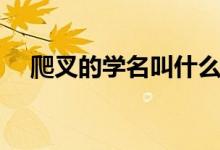 爬叉的學名叫什么（爬叉的學名是什么）