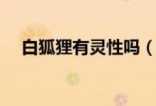 白狐貍有靈性嗎（夢見白狐貍代表什么）