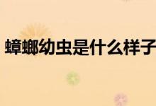 蟑螂幼蟲(chóng)是什么樣子的圖片（蟑螂幼蟲(chóng)多大）