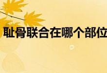 恥骨聯(lián)合在哪個部位（恥骨聯(lián)合在哪個位置）