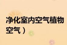 凈化室內(nèi)空氣植物（有什么植物可以?xún)艋覂?nèi)空氣）