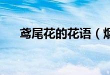 鳶尾花的花語(yǔ)（煙火樹(shù)的花語(yǔ) 是什么）