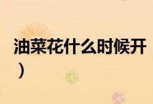 油菜花什么時(shí)候開（金燦燦的油菜花你喜歡嗎）