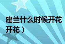 建蘭什么時候開花（請問誰知道建蘭什么時候開花）