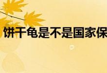 餅干龜是不是國(guó)家保護(hù)動(dòng)物（餅干龜好養(yǎng)嗎）