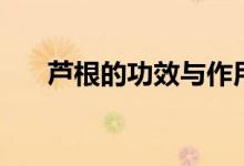 蘆根的功效與作用（這里有詳細介紹）