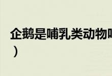 企鵝是哺乳類動物嗎（帝企鵝是不是哺乳動物）