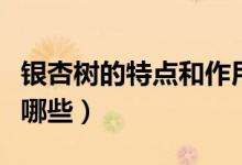 銀杏樹的特點(diǎn)和作用是什么（銀杏樹的特點(diǎn)有哪些）