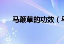馬鞭草的功效（馬鞭草對(duì)人體的好處）