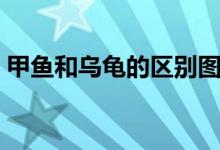 甲魚(yú)和烏龜?shù)膮^(qū)別圖片（甲魚(yú)和烏龜?shù)膮^(qū)別）