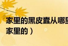 家里的黑皮蠹從哪里出來(lái)的（黑皮蠹是怎么進(jìn)家里的）