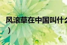 風(fēng)滾草在中國叫什么菜（風(fēng)滾草在中國叫什么）