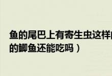 魚(yú)的尾巴上有寄生蟲(chóng)這樣的魚(yú)還可以吃嗎（尾巴上有寄生蟲(chóng)的鯽魚(yú)還能吃嗎）