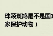 珠頸斑鳩是不是國家保護(hù)（珠頸斑鳩是不是國家保護(hù)動物）