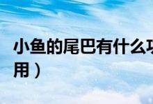 小魚(yú)的尾巴有什么功能（小魚(yú)的尾巴有什么作用）
