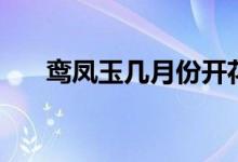 鸞鳳玉幾月份開花（鸞鳳玉幾角的好）