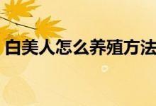 白美人怎么養(yǎng)殖方法（白美人正確養(yǎng)護(hù)竅門）