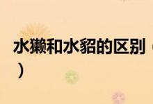 水獺和水貂的區(qū)別（水獺和水貂的區(qū)別是什么）