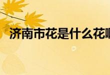 濟(jì)南市花是什么花?。?jì)南市花是什么花）