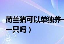 荷蘭豬可以單獨(dú)養(yǎng)一只嗎（荷蘭豬可以單獨(dú)養(yǎng)一只嗎）