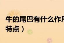 牛的尾巴有什么作用說(shuō)明文（牛的尾巴有什么特點(diǎn)）