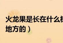 火龍果是長(zhǎng)在什么樹上的（火龍果是長(zhǎng)在什么地方的）