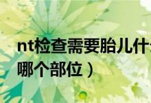 nt檢查需要胎兒什么位置（懷孕做NT該檢查哪個部位）