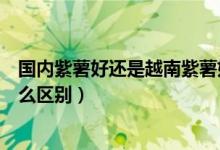 國內(nèi)紫薯好還是越南紫薯好吃（越南小紫薯和普通紫薯有什么區(qū)別）