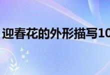 迎春花的外形描寫10字（迎春花的外形特點）