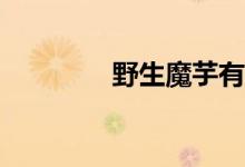 野生魔芋有什么藥用價(jià)值？