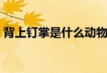 背上釘掌是什么動物（背上釘掌指什么生肖）