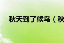 秋天到了候鳥（秋天是候鳥什么的季節(jié)）