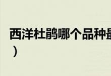 西洋杜鵑哪個(gè)品種最好（西洋杜鵑哪個(gè)品種好）