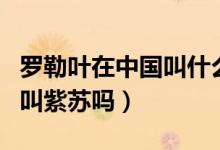 羅勒葉在中國(guó)叫什么是香葉嗎（羅勒葉在中國(guó)叫紫蘇嗎）