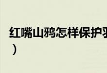 紅嘴山鴉怎樣保護(hù)羽毛（紅嘴山鴉怎樣分公母）