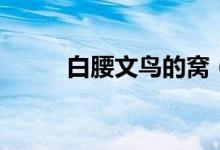 白腰文鳥的窩（白腰文鳥的特點(diǎn)）