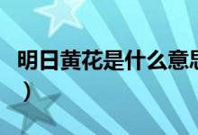 明日黃花是什么意思?。魅拯S花是什么意思）